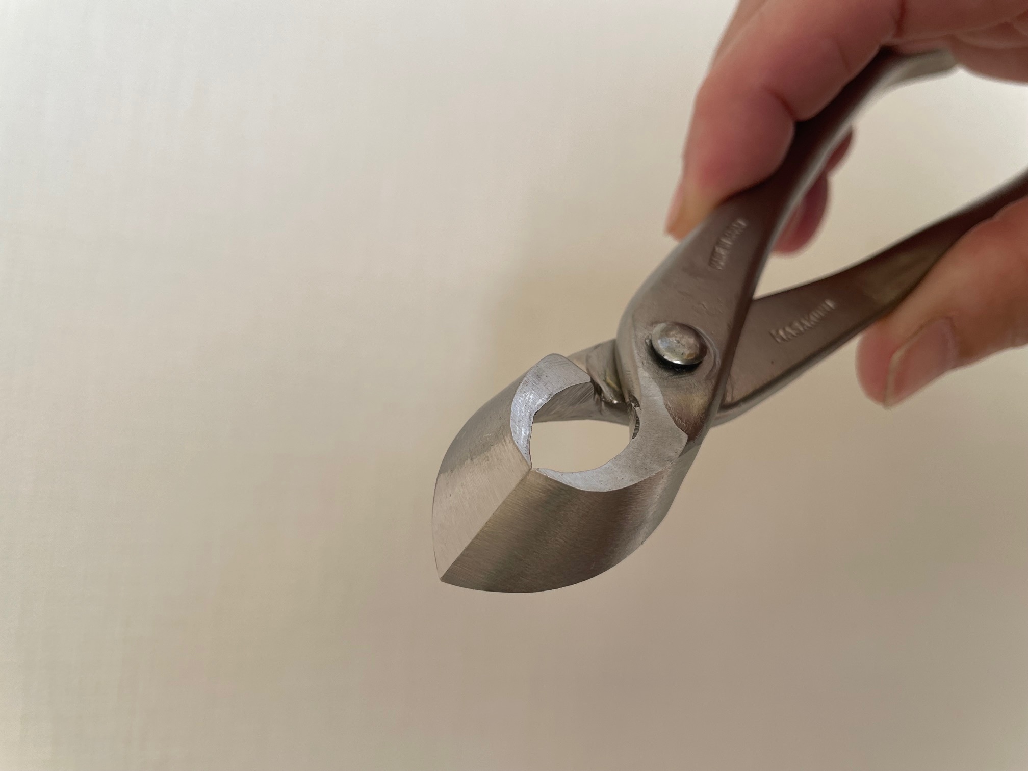 No.8116 白染め又枝切(小) - Bonsai Network Japan