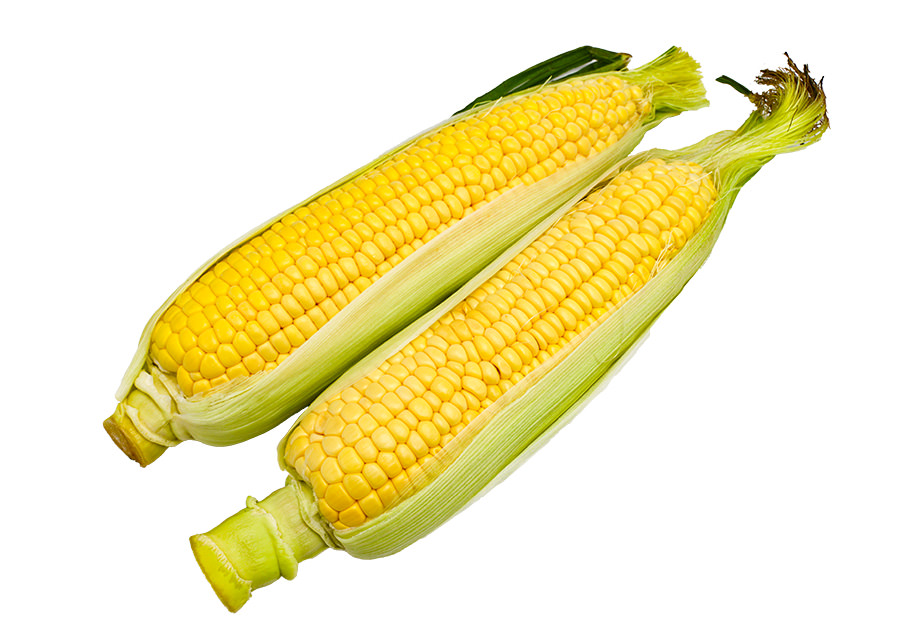 8月のオススメ「トウモロコシ」 | 旬の農産物情報 | JAあつぎ