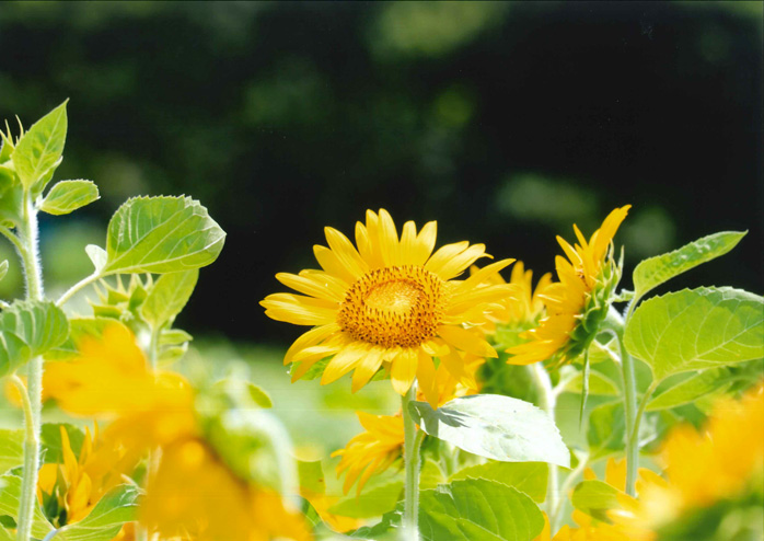 トピックス）ひまわりフォトコンテスト2024結果発表 ｜ JAみえなか