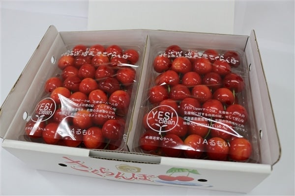 2025年受付終了】増毛町産さくらんぼ 佐藤錦 500g×2P Lサイズ以上《7