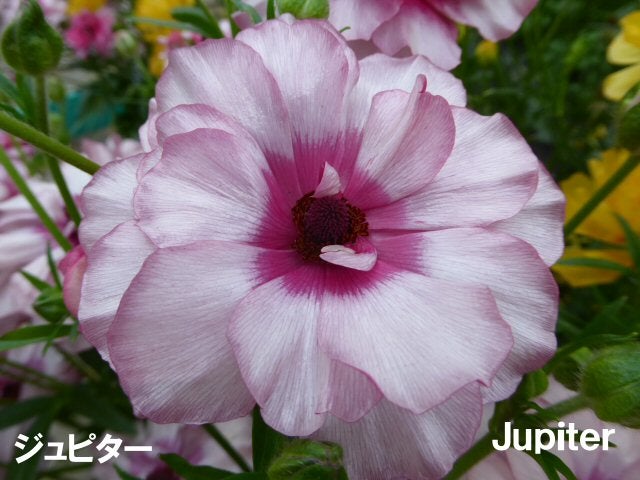 ラナンキュラス ラックスシリーズ【ジュピター】5号鉢（冷蔵処理