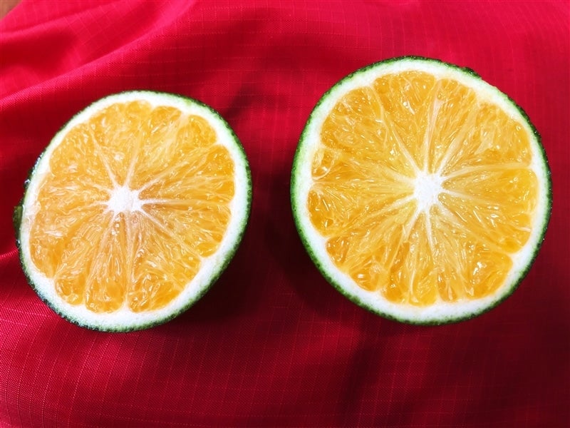 戎農園】和歌山県下津の極早生みかんYN26 約5kg 【サイズ手選別】(なが