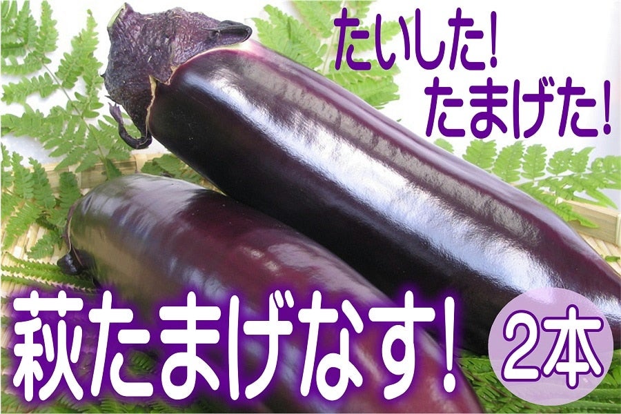 やまぐちブランド】たいした！たまげた！萩たまげなす！見た目も味も