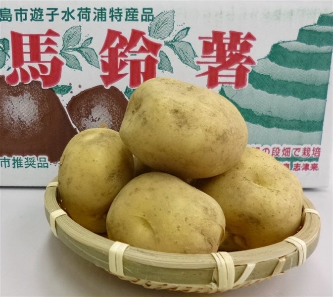 中＞水荷浦産「早掘馬鈴薯（中）」約5kg JAえひめ南 【発送期間