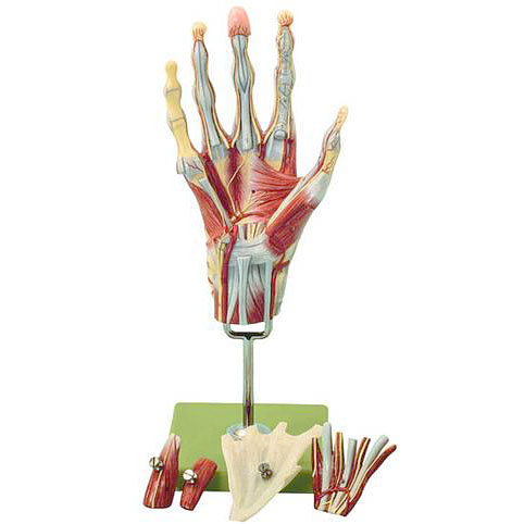 人体模型 手/筋肉模型 ソムソ社