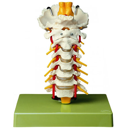 人体模型 頸椎模型 ソムソ社