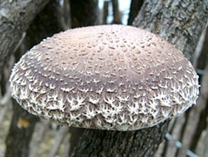 327」原木しいたけ・きのこ種菌 - 菌興椎茸協同組合