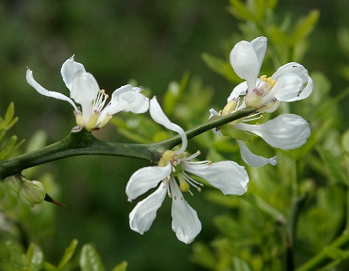 時代カンナ根付 18g 東Y8-0205☆2Fタサチ 鉋(かんな) / 切れ味の陣太鼓