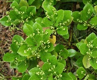 四季の山野草（カイガンマサキ）