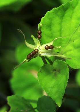 四季の山野草（タチツボスミレ）