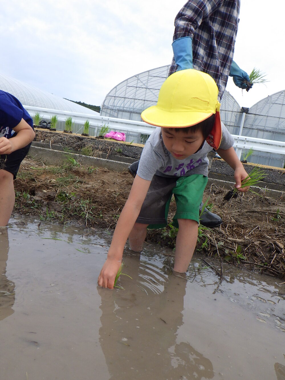 田植えをしました☆ | 相愛保育園