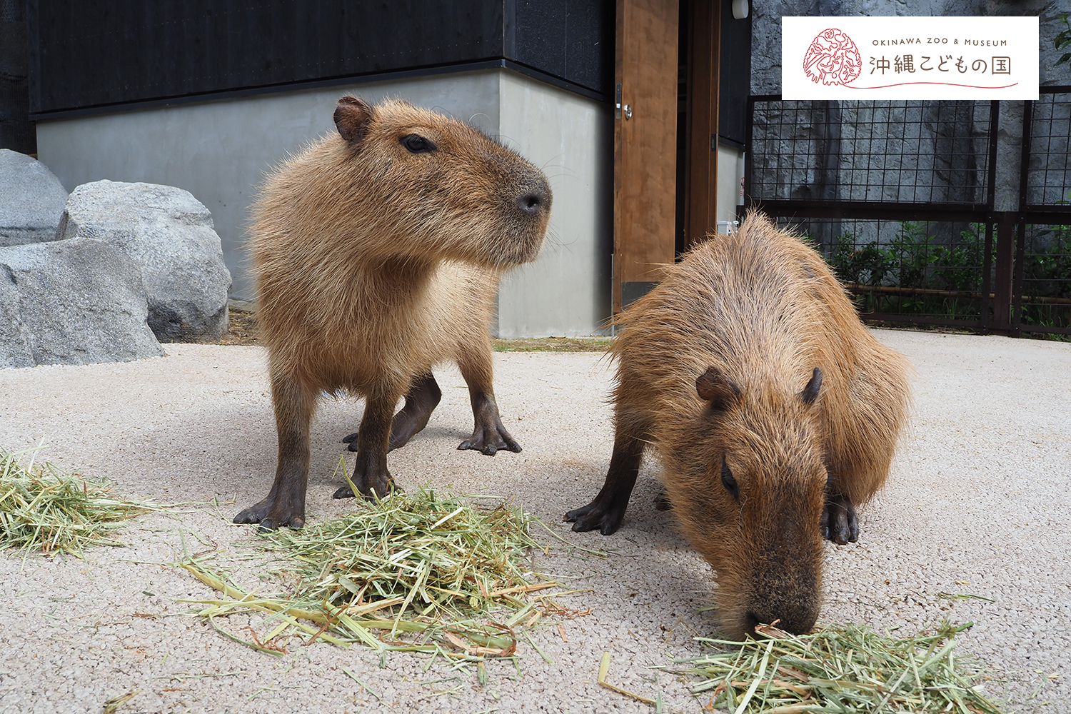 カピバラ（オニテンジクネズミ） | 沖縄こどもの国 - Okinawa Zoo & Museum