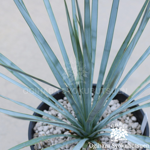 ユッカ ロストラータ【21-408】シルバーブルー 種子15粒 ユッカ