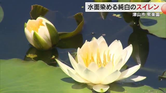 涼しさ誘う純白の花びら…名勝・衆楽園の池の水面を染める「スイレン