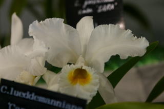 世界らん展日本大賞2004 カトレア原種 Japan Grand Prix