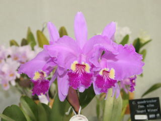 世界らん展日本大賞2006 カトレヤ原種 Japan Grand Prix