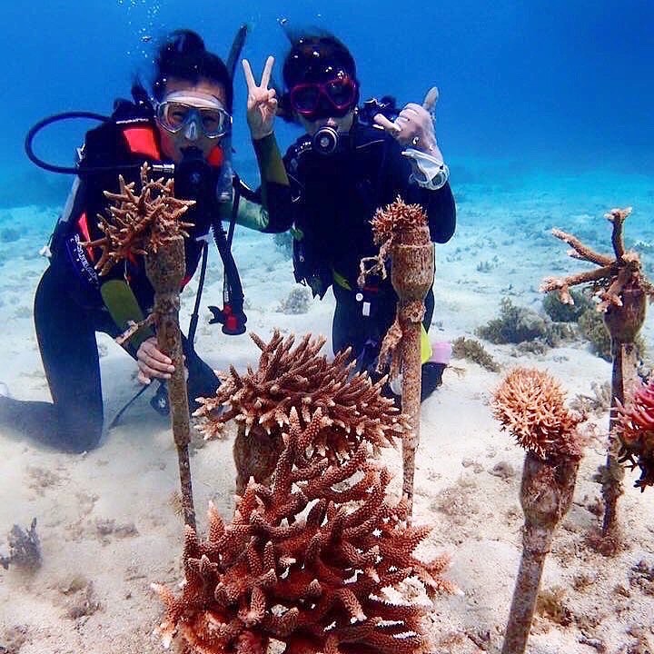 サンゴの保護を進める「3935プロジェクト」｜“見て楽しめるサンゴ畑”を