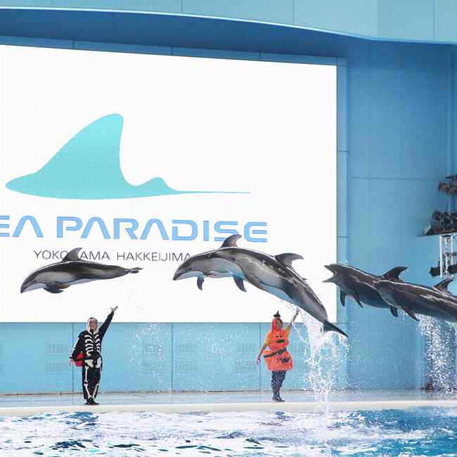 e3a77d27a8a34b90966d9bcfae843b