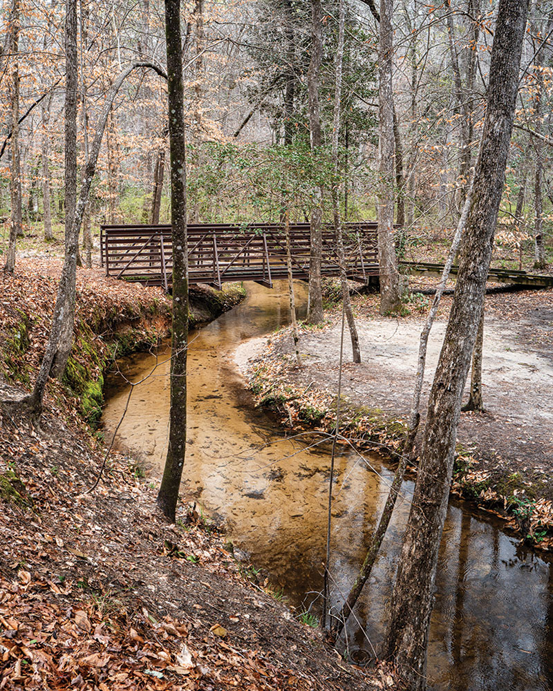Looking for the Wild Azalea Trail - louisianalife.com