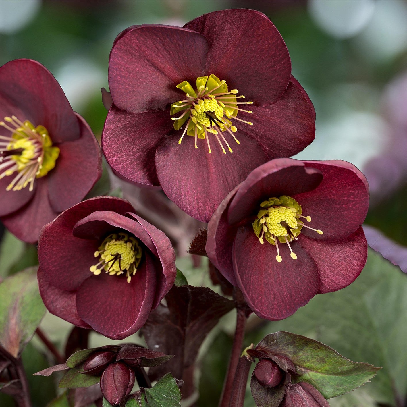 Helleborus HGC® ICE N' ROSES® 'MERLOT' – Loen Nursery, Inc.