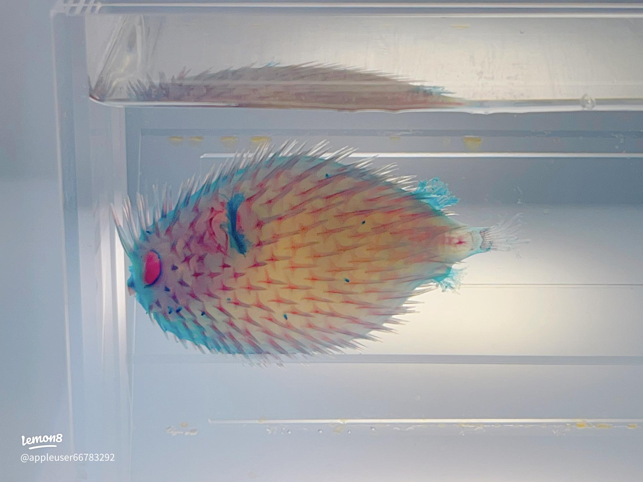 沼津港深海水族館の透明骨格標本の魅力