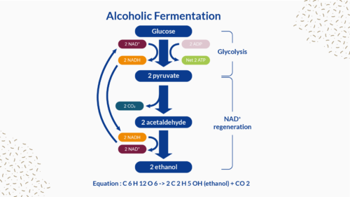 Yeast Saccharomyces cerevisiae - Trends Mag Lesaffre