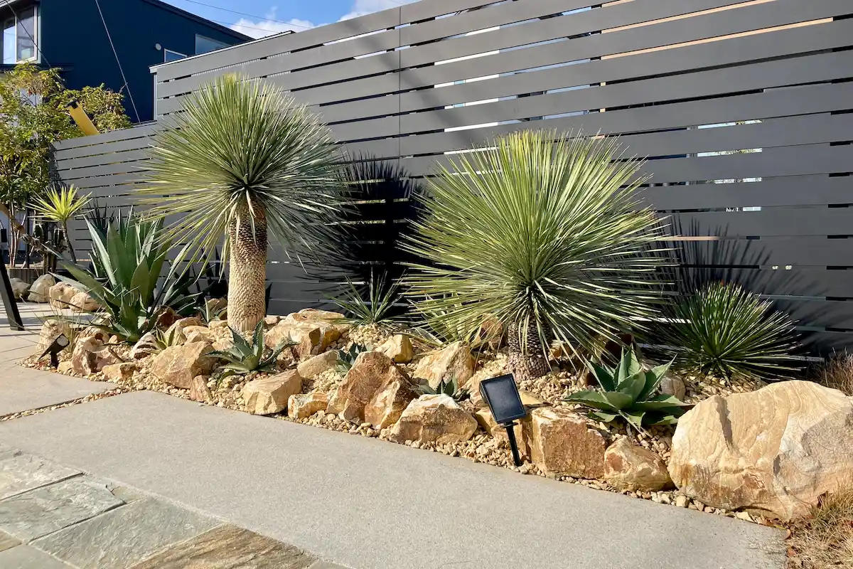 耐寒性ダシリリオン大苗ミキワネンシス◇ドライガーデン多肉サボテン