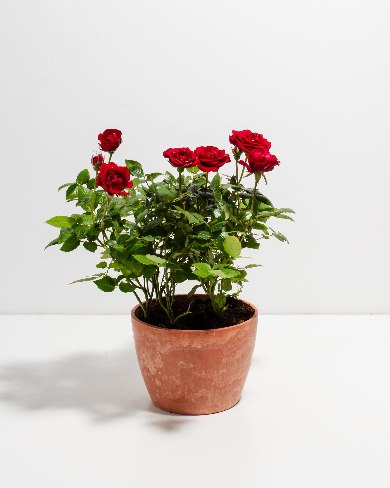 Crimson Red Miniature Roses | Delicate Fragrance Flowers Plant