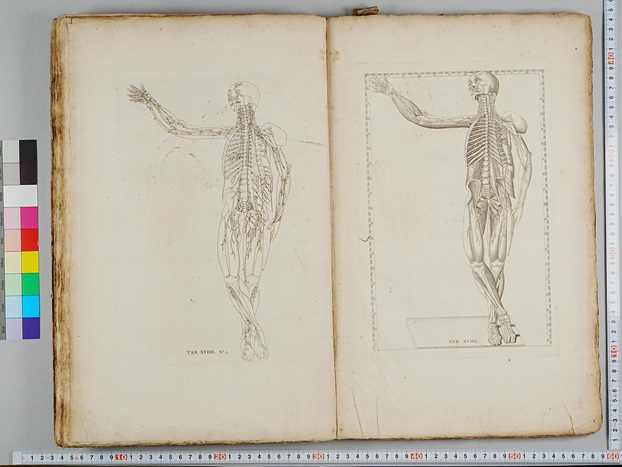 第3章 人体をみる・みせる | 九州大学附属図書館