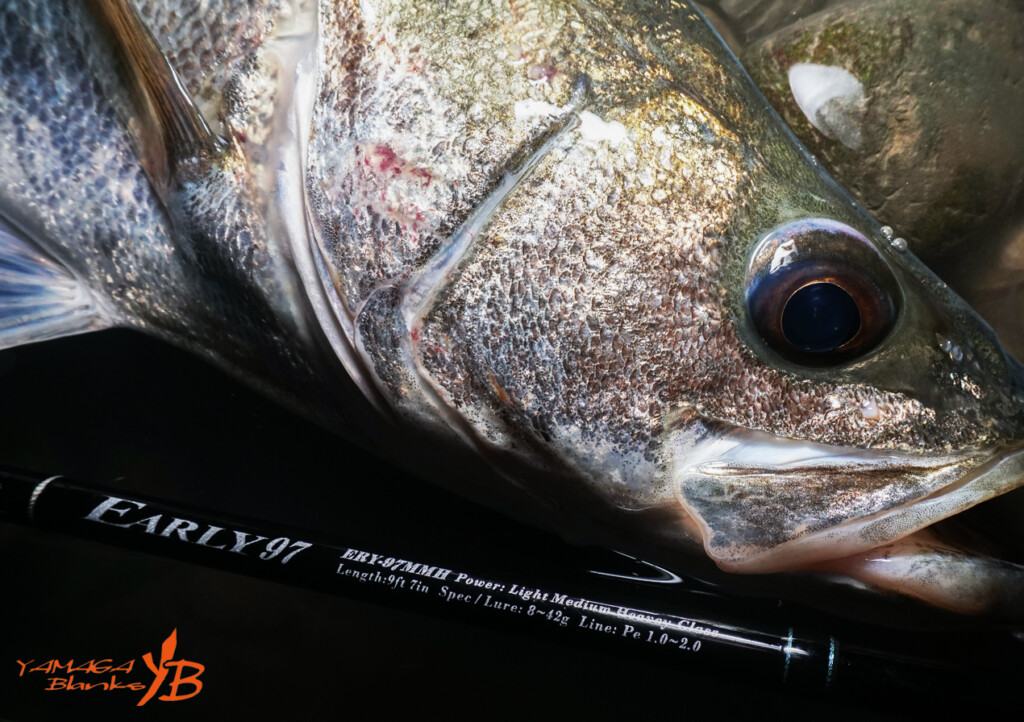 秋のハイシーズン突入】ヤマガブランクスNEWロッド「EARLY 97MMH for