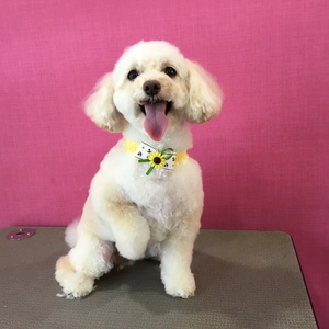 トリミングbefore&after プードル | 名古屋市緑区でトリミングなら