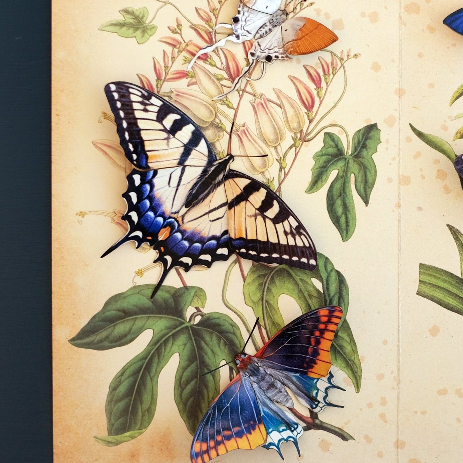 Paper Tiger Swallowtail Butterfly - Moth & Myth