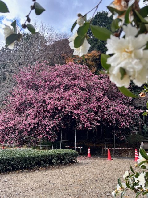 花】飯南町粥見 サザンカの大木 開花状況 令和7年12月14日 - 松阪市