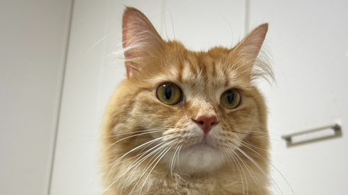 2025年12月12日 埼玉県北葛飾郡松伏町で「茶トラサイベリアン」の「お