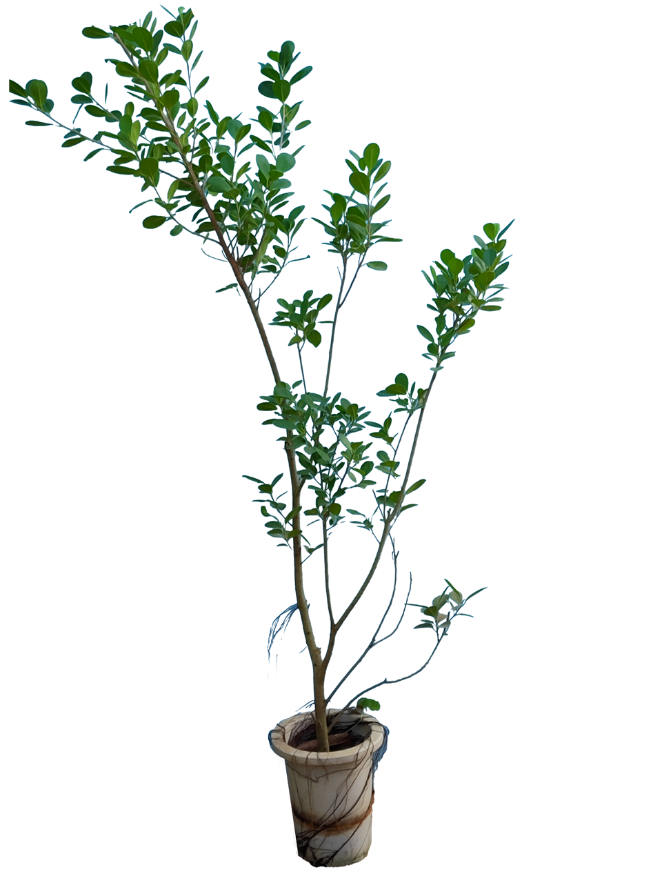 現物商品】ガジュマル 8号-1 | HITOTOKI by MAKIMO PLANT