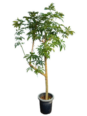 旅人の木特大茎長め A級品8節 旅人の木特大茎長め A級品8節