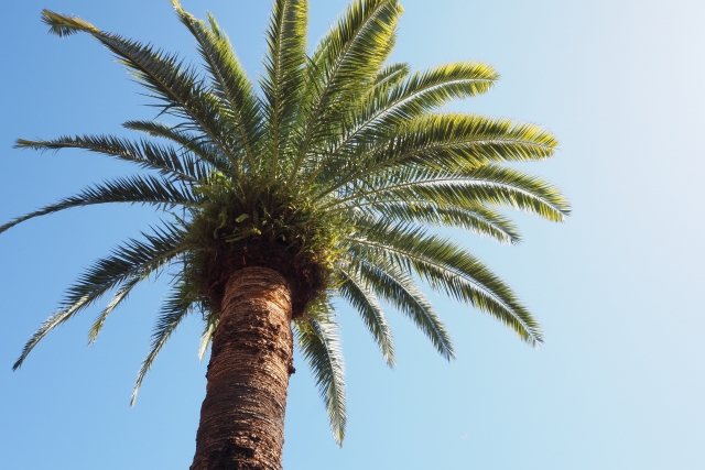 カナリーヤシの魅力をお庭に取り入れませんか？ | HITOTOKI by MAKIMO