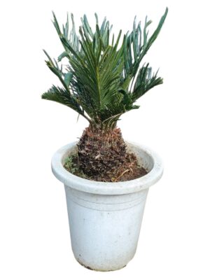 ワシントンヤシ 10号サイズ | HITOTOKI by MAKIMO PLANT