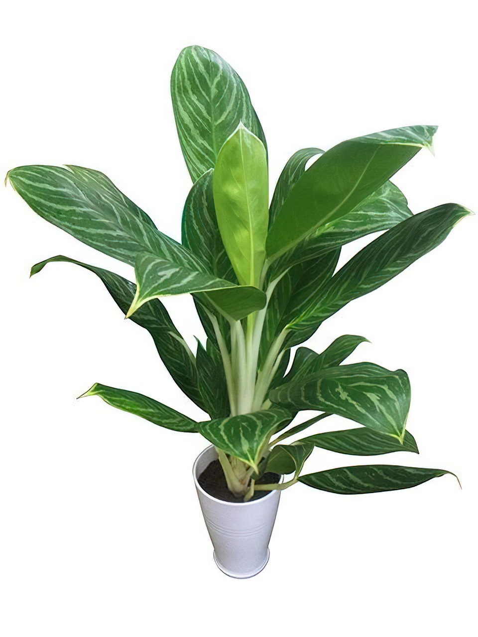 アグラオネマ・グリーンサン | HITOTOKI by MAKIMO PLANT