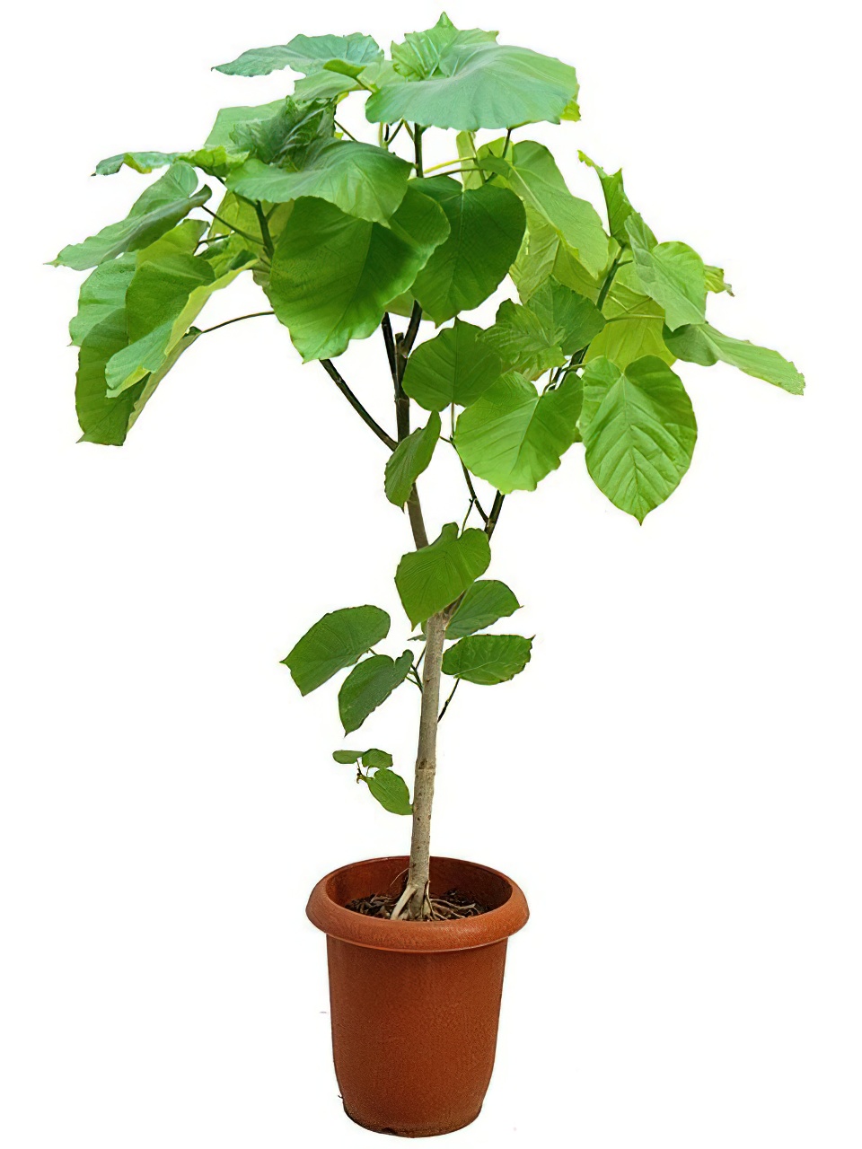 フィカス・ウンベラータ 8号サイズ | HITOTOKI by MAKIMO PLANT