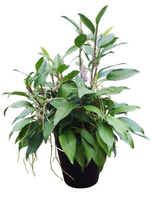 ダシリリオン・ロンギシマム | HITOTOKI by MAKIMO PLANT