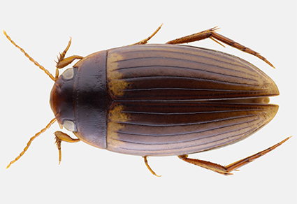 A review of Copelatus Erichson, 1832 of Mainland China, with