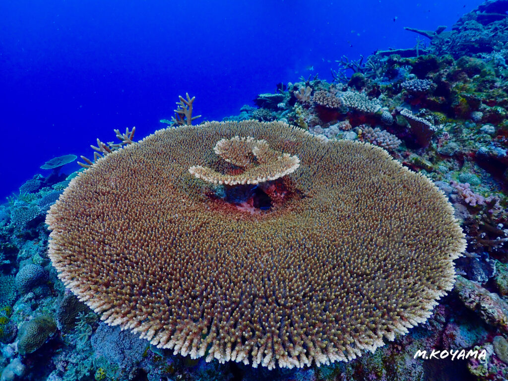 珊瑚礁保全活動‼️😁 | Marine Product