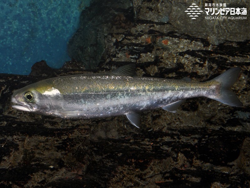 サケ | 魚類 | 生物図鑑 | 新潟市水族館 マリンピア日本海