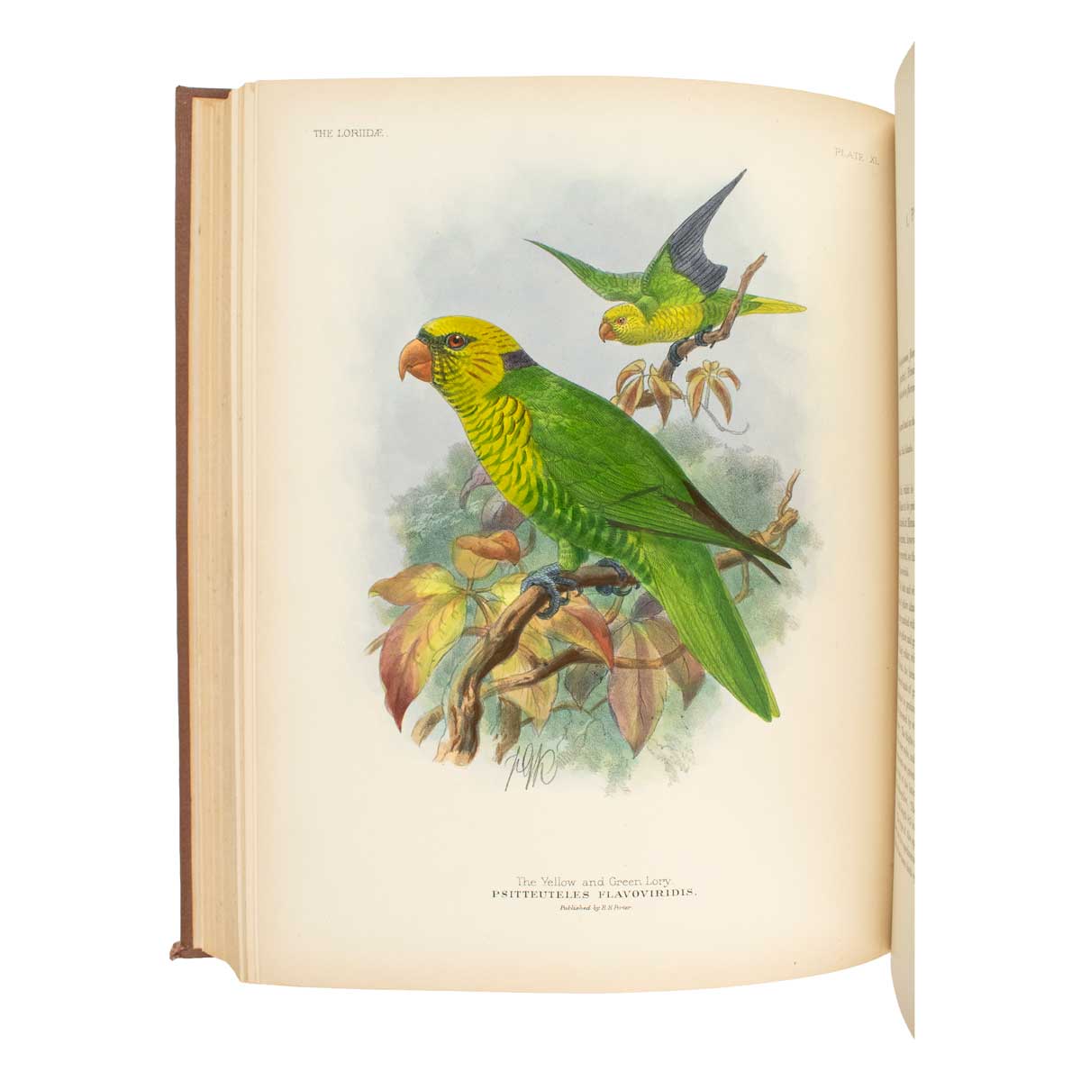 A Monograph of the Lories, or Brush-Tongued Parrots, composing the