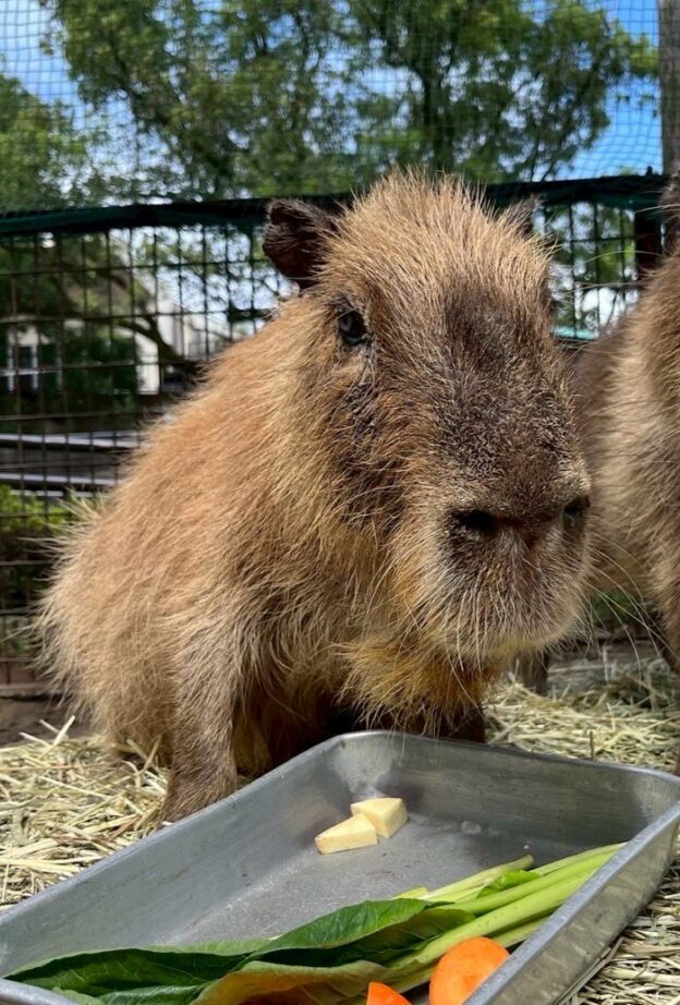 カピバラ「モモ」についてのお知らせ | 宮崎市フェニックス自然動物園