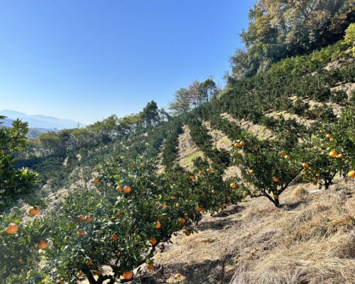 期間限定！20セット限定】峰ちゃん農園「せとか」(ご家庭用増量セット