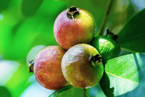 ミキモト コスメティックスムーンパール アクシア,ムーンパール