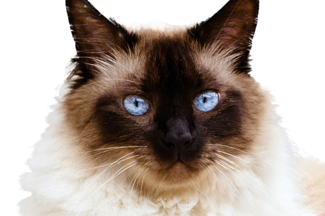 みんなの猫図鑑 - ヒマラヤン