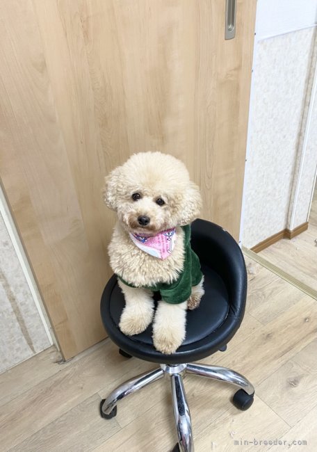 マルプー(マルチーズ×トイプードル)【北海道・男の子・2025年11月10日